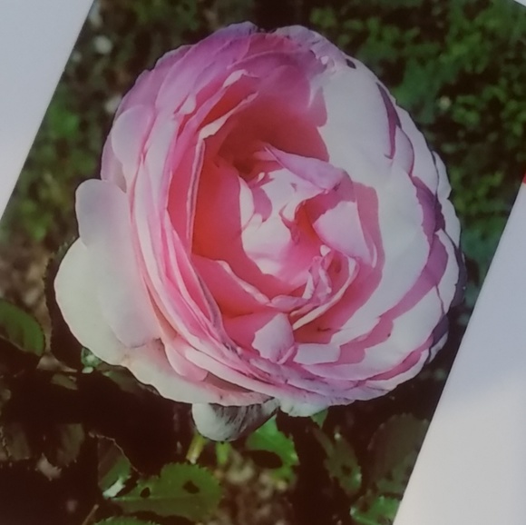 Meet your Posher, Brenda - Picture 2 of 3